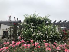 -龙寺生态园