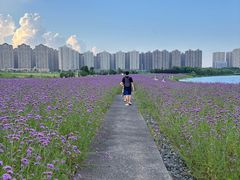 -洋湖国家湿地公园