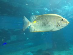 -北戴河圣蓝海洋公园