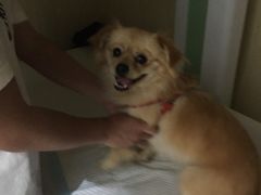 -贝利宠物医院·骨科·眼科·肿瘤转诊中心(南坪诊疗中心)