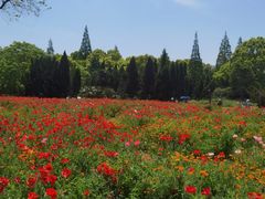 -上海滨江森林公园