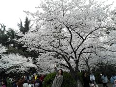 -武汉大学-樱园