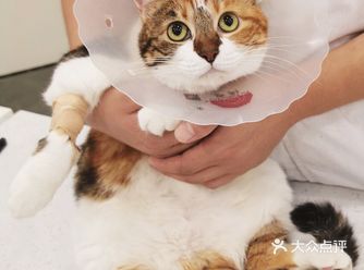 头一回见猫猫体检时这么乖巧！