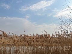 -盐城丹顶鹤湿地生态旅游区