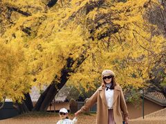 -千年银杏谷文化旅游区