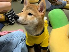 -逗柴咖啡屋·狗咖猫咖宠物桌游