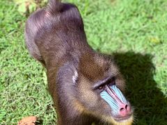 -西霞口神雕山野生动物世界