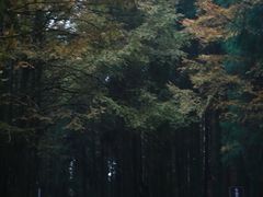 -山王坪喀斯特国家生态公园