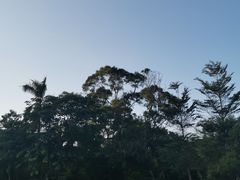 -银湖山郊野公园-相思林