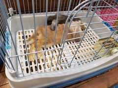 -龟与熊猫宠物公园(南坪店)