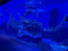 -哈尔滨波塞冬海底世界