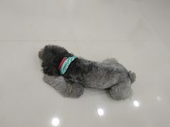 -安安宠物医院(情缘分院)