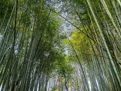 -西湖风景区十里琅珰-五云山