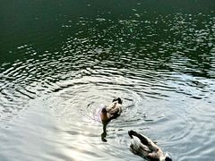 -杭州半山国家森林公园