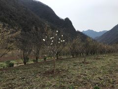 -黑河国家森林公园