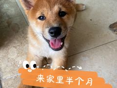 -柴犬高等学院·狗咖·柴犬售卖·宠物训练