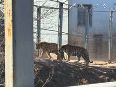 -青藏高原野生动物园