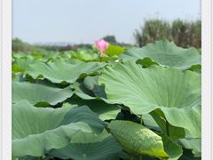 -荷塘月色湿地公园·向阳花洲