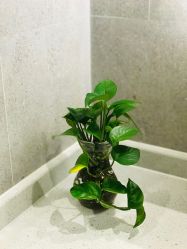 -娇莉芙美颜SPA连锁