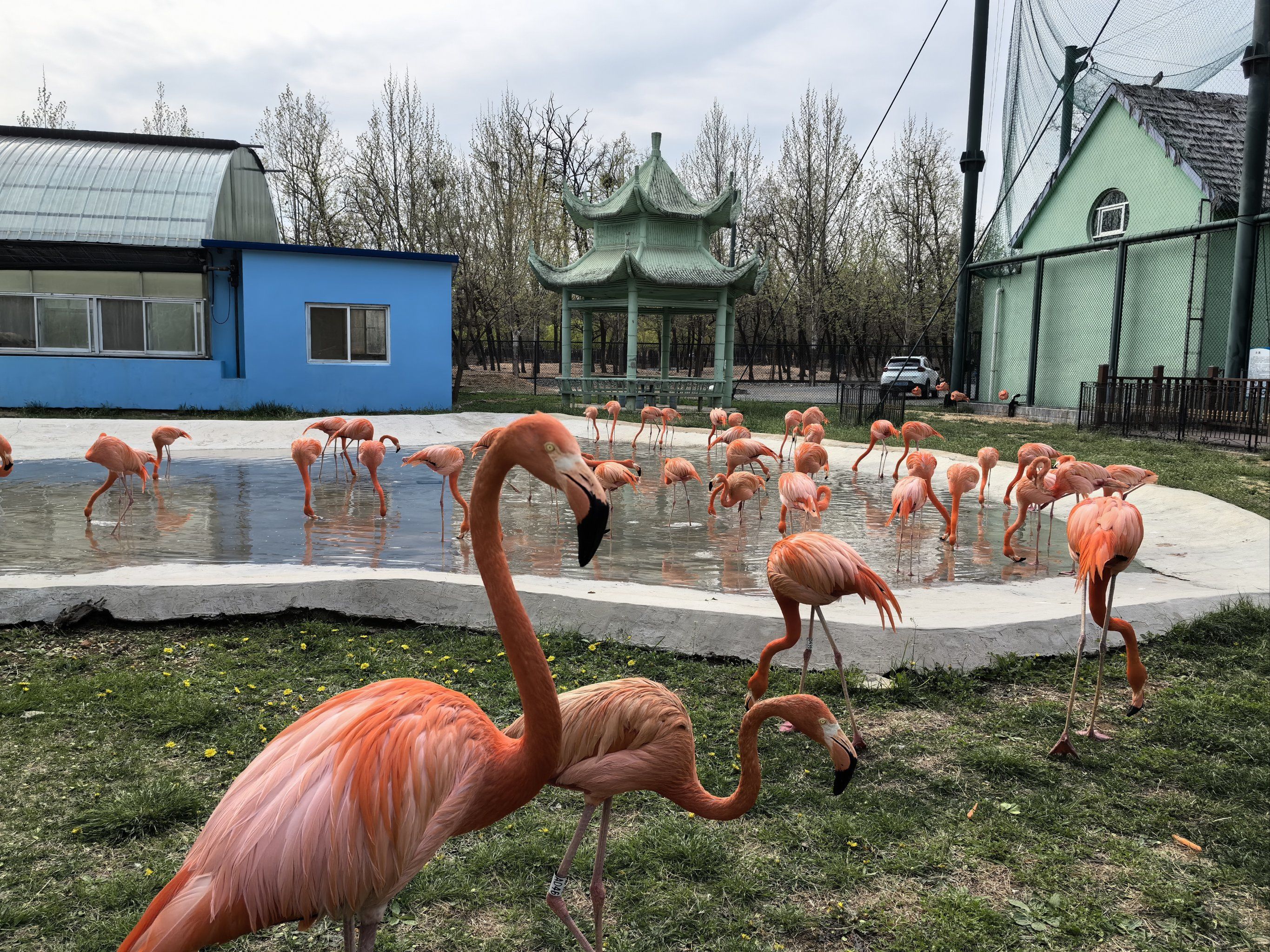 动物园的小动物出来啦