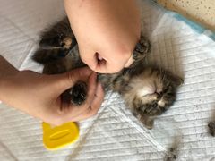 -艾贝尔宠物医院·24H转诊中心·肿瘤猫专科(江宁双龙店)