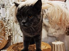 -共舞时光猫咖·狗咖(新街口店)