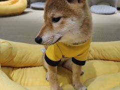 -逗柴咖啡屋·狗咖猫咖宠物桌游