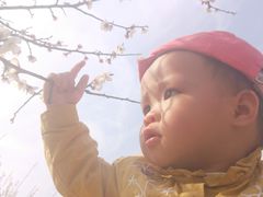 -香雪海