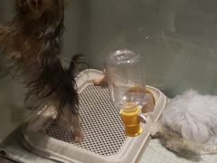 -momokira米努特·德文卷毛猫·棉花面纱犬