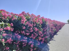 -上海滨江森林公园