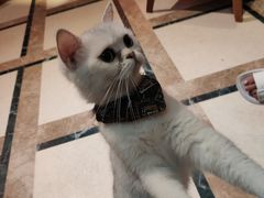 -猫色咖啡·猫咖