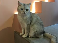 -猫儿山۰猫主题餐厅