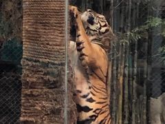 -清迈夜间动物园