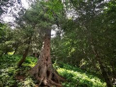 -新疆那拉提国家旅游度假区