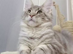 -70cat德文卷毛猫·缅因猫纯种猫舍