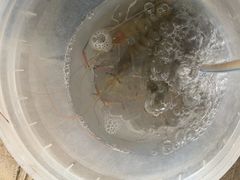 -粮心小农·大头虾亲子生态园(长发店)