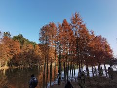 -青龙山国家森林公园
