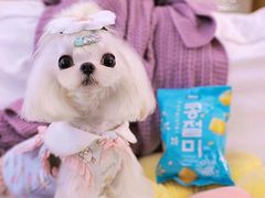 -萌宠之家·腊肠犬·马尔泰·小体犬舍