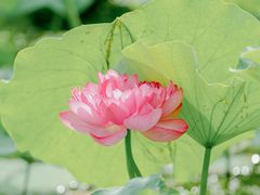 -莫愁湖公园