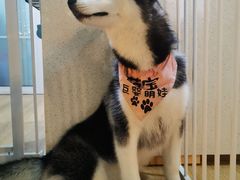 -Husky Go! 哈士奇体验馆·宠物咖啡厅狗咖