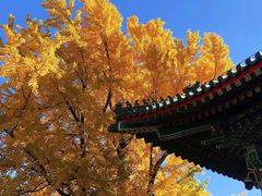 -香山公园