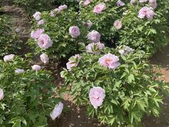 -燕郊植物园