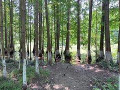 -桤木河湿地公园