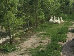 -同銮特种养殖场·龙虾垂钓