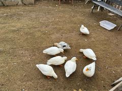 -HERRE·FARM 赫尔露营农场·团建聚会包场