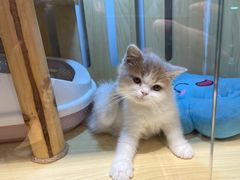 -momokira米努特·德文卷毛猫·棉花面纱犬