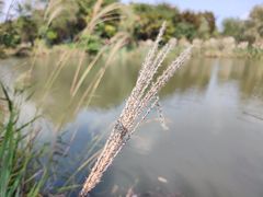 -梁鸿国家湿地公园