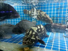 -富港会·海鲜酒楼(墟沟店)