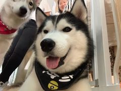 -Husky Go! 哈士奇体验馆·宠物咖啡厅狗咖