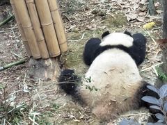 -蛙三泡椒牛蛙(万象城店)